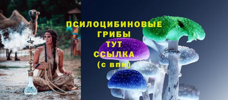 Галлюциногенные грибы Psilocybe  Югорск 